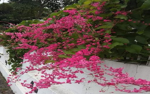 Tiger flower fence wallpaper  from Chrome web store to be run with OffiDocs Chromium online