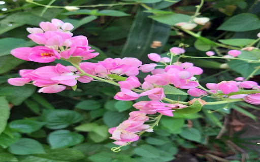 Tiger flower wallpaper  from Chrome web store to be run with OffiDocs Chromium online