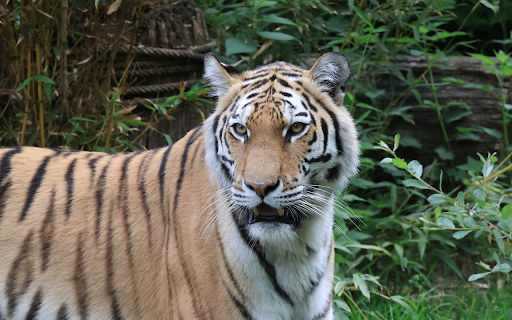 Tiger Owner  from Chrome web store to be run with OffiDocs Chromium online