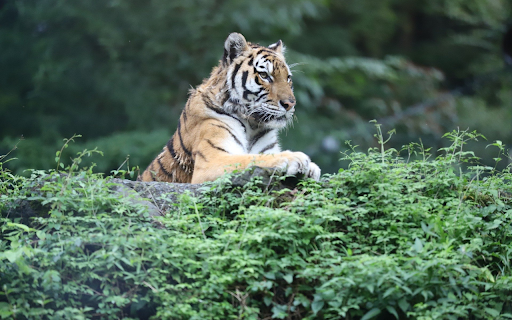 Tiger Stripes  from Chrome web store to be run with OffiDocs Chromium online