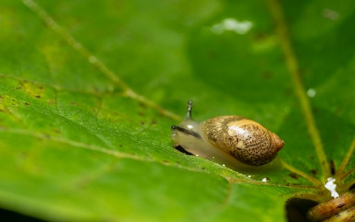 Tiny snail from Chrome web store to be run with OffiDocs Chromium online Tiny snail from Chrome web store to be run with OffiDocs Chromium online