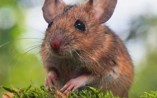 Tiny Woodland Mouse Theme – A Hidden Gem of the Forest  from Chrome web store to be run with OffiDocs Chromium online