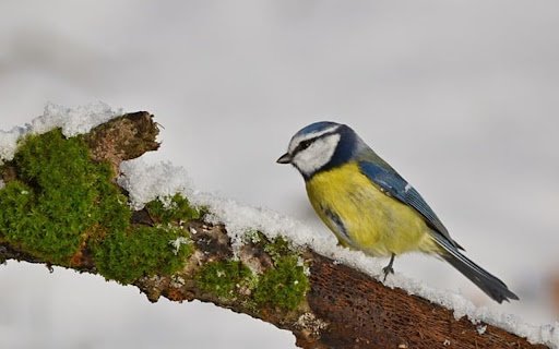 TIT THEME  from Chrome web store to be run with OffiDocs Chromium online