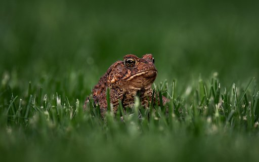 Toad and Green Grass  from Chrome web store to be run with OffiDocs Chromium online