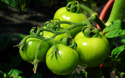 Tomatoes are crunchy  from Chrome web store to be run with OffiDocs Chromium online
