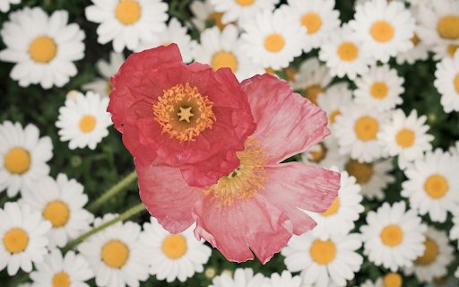 Top View of Papaver Nudicaule  from Chrome web store to be run with OffiDocs Chromium online