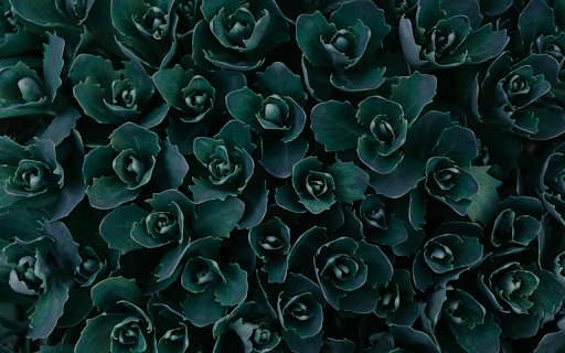 Top View Photo of Green Plants  from Chrome web store to be run with OffiDocs Chromium online