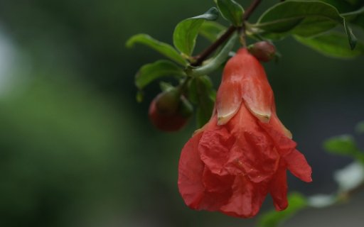 Torch flower  from Chrome web store to be run with OffiDocs Chromium online