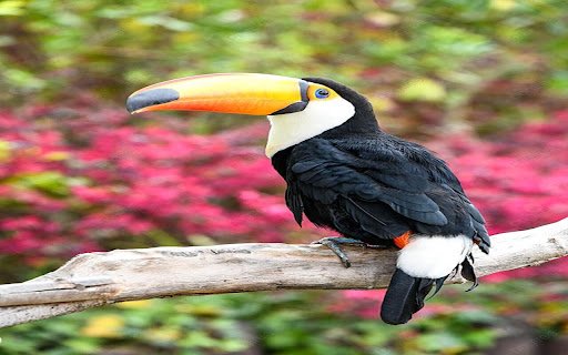 Toucan bird wallpaper  from Chrome web store to be run with OffiDocs Chromium online