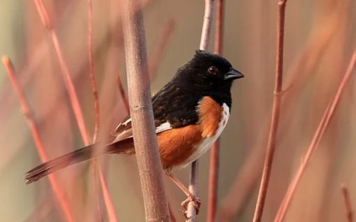 TOWHEE Theme  from Chrome web store to be run with OffiDocs Chromium online TOWHEE Theme  from Chrome web store to be run with OffiDocs Chromium online