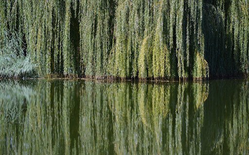 Tree branches are shady  from Chrome web store to be run with OffiDocs Chromium online