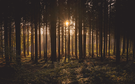 Trees in the forest  from Chrome web store to be run with OffiDocs Chromium online