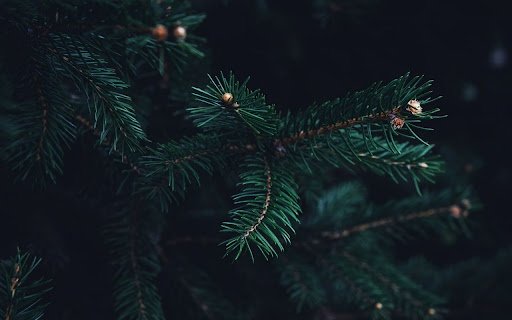 Tree Theme  from Chrome web store to be run with OffiDocs Chromium online