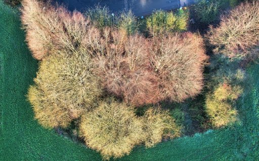 Tree tops  from Chrome web store to be run with OffiDocs Chromium online