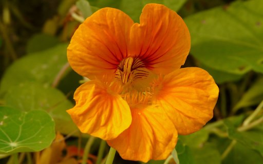Tropaeolum majus – A Burst of Color and Versatility  from Chrome web store to be run with OffiDocs Chromium online