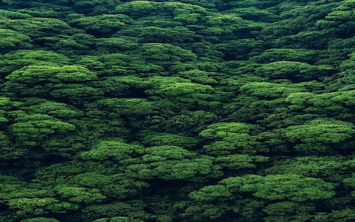 Tropical forest wallpaper  from Chrome web store to be run with OffiDocs Chromium online