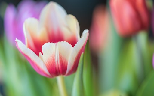 tulip flower  from Chrome web store to be run with OffiDocs Chromium online