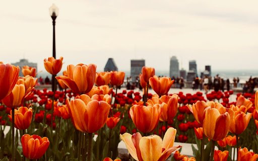 Tulip Garden  from Chrome web store to be run with OffiDocs Chromium online