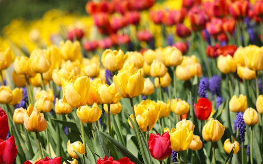 Tulip Garden  from Chrome web store to be run with OffiDocs Chromium online