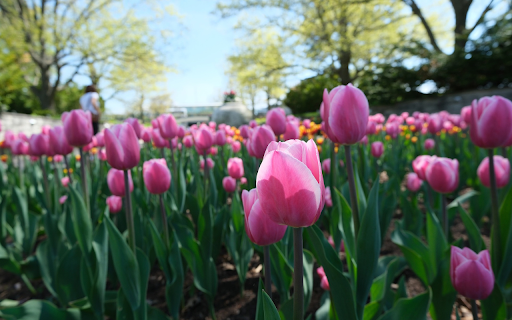 Tulip Garden  from Chrome web store to be run with OffiDocs Chromium online