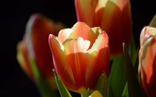 Tulips in the sun  from Chrome web store to be run with OffiDocs Chromium online