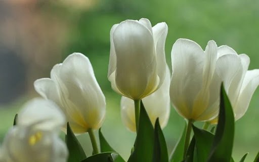 TULIP Theme  from Chrome web store to be run with OffiDocs Chromium online