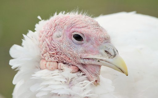 Turkey from Chrome web store to be run with OffiDocs Chromium online Turkey from Chrome web store to be run with OffiDocs Chromium online