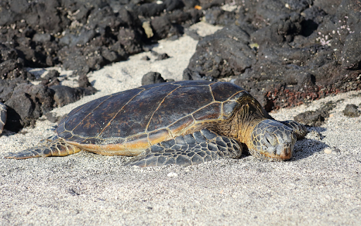 Turtle Sunbathing  from Chrome web store to be run with OffiDocs Chromium online