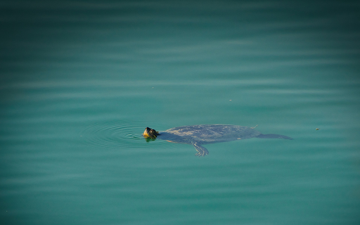Turtle swimming in the lake  from Chrome web store to be run with OffiDocs Chromium online