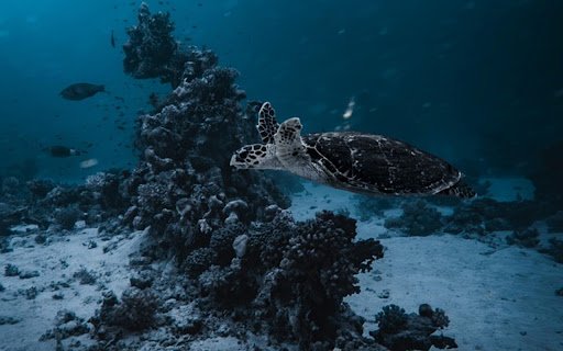 TURTLE Theme  from Chrome web store to be run with OffiDocs Chromium online
