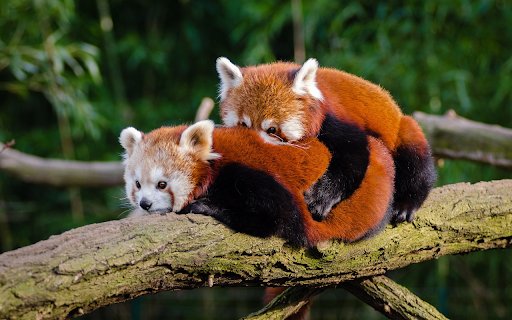 Two bears lying on a tree  from Chrome web store to be run with OffiDocs Chromium online