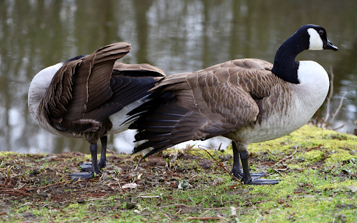 Two beautiful geese from Chrome web store to be run with OffiDocs Chromium online Two beautiful geese from Chrome web store to be run with OffiDocs Chromium online