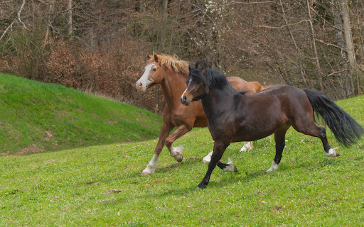 Two Beautiful Horses  from Chrome web store to be run with OffiDocs Chromium online
