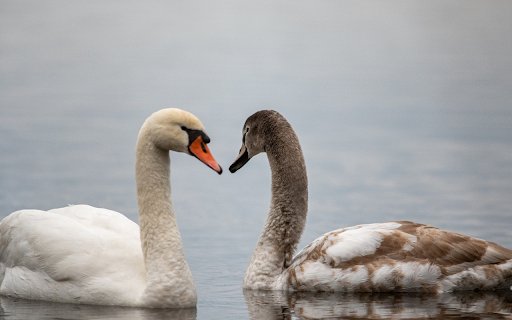 Two beautiful swans  from Chrome web store to be run with OffiDocs Chromium online