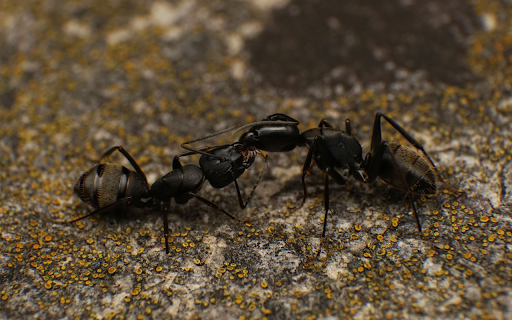 Two big black ants  from Chrome web store to be run with OffiDocs Chromium online