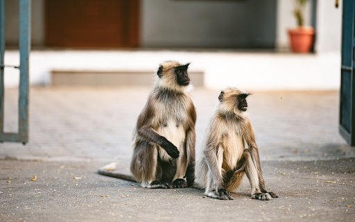 Two Black Faced Monkeys  from Chrome web store to be run with OffiDocs Chromium online