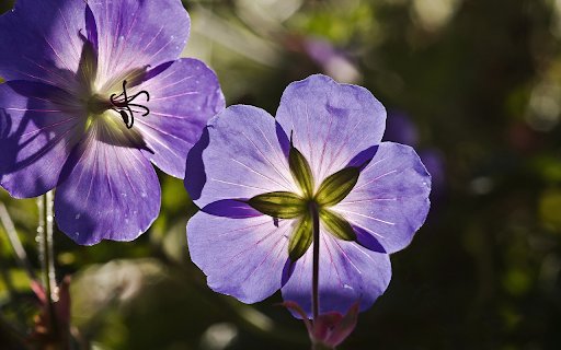 Two blue flowers  from Chrome web store to be run with OffiDocs Chromium online
