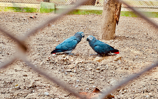 Two blue parrots from Chrome web store to be run with OffiDocs Chromium online Two blue parrots from Chrome web store to be run with OffiDocs Chromium online