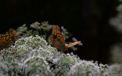 Two brown butterflies  from Chrome web store to be run with OffiDocs Chromium online