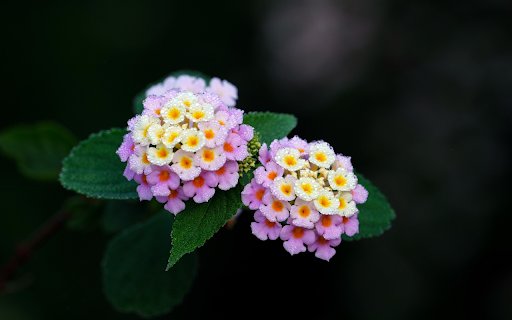 Two bunches of flowers  from Chrome web store to be run with OffiDocs Chromium online