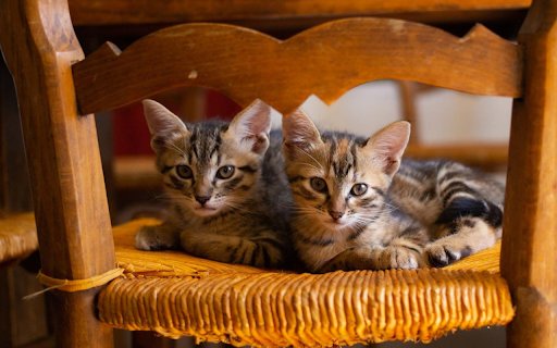 ക്രോം വെബ് സ്റ്റോറിൽ നിന്ന് റാട്ടൻ കസേരയിൽ ഇരിക്കുന്ന രണ്ട് പൂച്ചകൾ, OffiDocs Chromium ഓൺലൈനിൽ പ്രവർത്തിപ്പിക്കാൻ. ക്രോം വെബ് സ്റ്റോറിൽ നിന്ന് റാട്ടൻ കസേരയിൽ ഇരിക്കുന്ന രണ്ട് പൂച്ചകൾ, OffiDocs Chromium ഓൺലൈനിൽ പ്രവർത്തിപ്പിക്കാൻ.