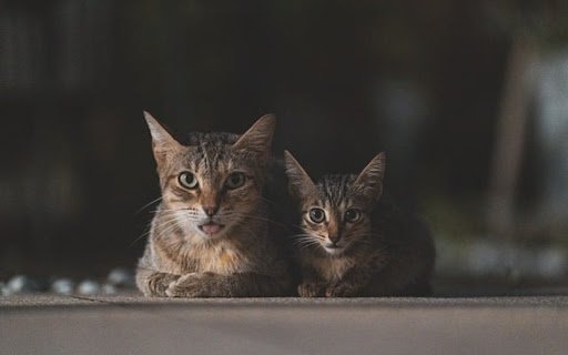 TWO CATS Theme  from Chrome web store to be run with OffiDocs Chromium online
