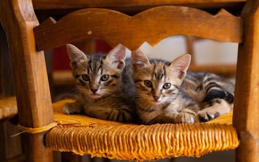 TWO CAT THEME  from Chrome web store to be run with OffiDocs Chromium online
