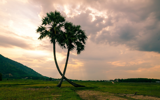 Two coconut trees  from Chrome web store to be run with OffiDocs Chromium online