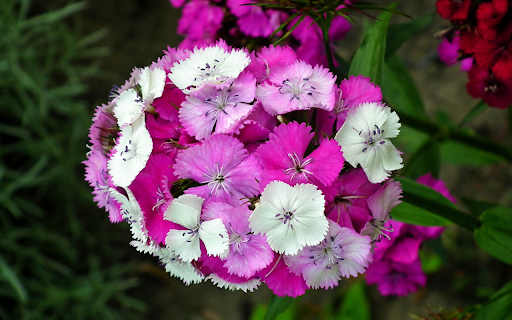 Two colored serrated flowers  from Chrome web store to be run with OffiDocs Chromium online