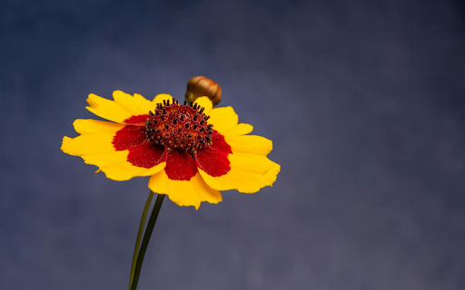 Two color flower  from Chrome web store to be run with OffiDocs Chromium online