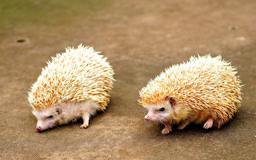 Two cream colored hedgehogs  from Chrome web store to be run with OffiDocs Chromium online