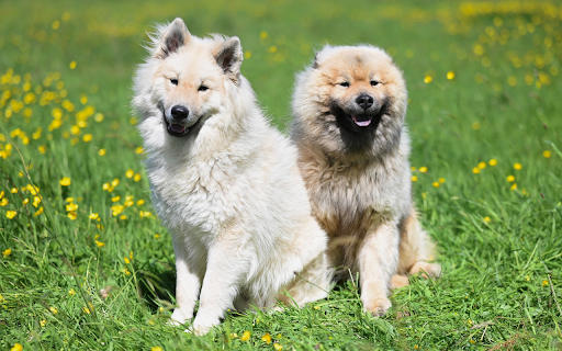 Two Dogs in a Flowery Meadow  from Chrome web store to be run with OffiDocs Chromium online