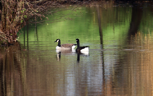 Two ducks  from Chrome web store to be run with OffiDocs Chromium online