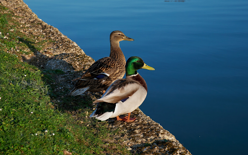 Two Ducks by the Lake  from Chrome web store to be run with OffiDocs Chromium online